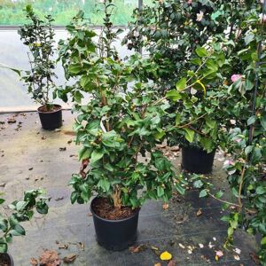 Camellia japonica 'Doctor King' 100-125 cm